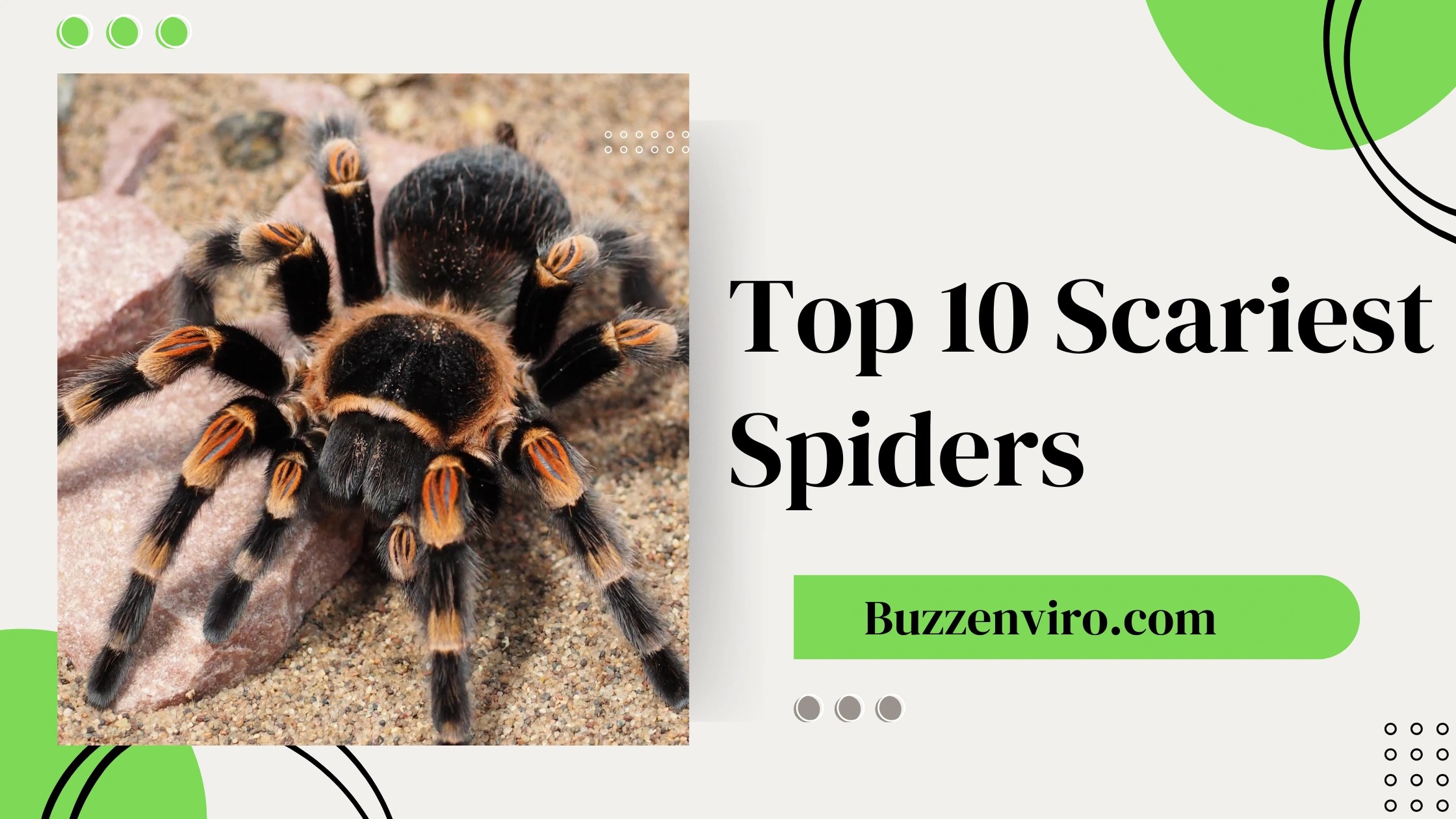 Top 10 scariest spiders