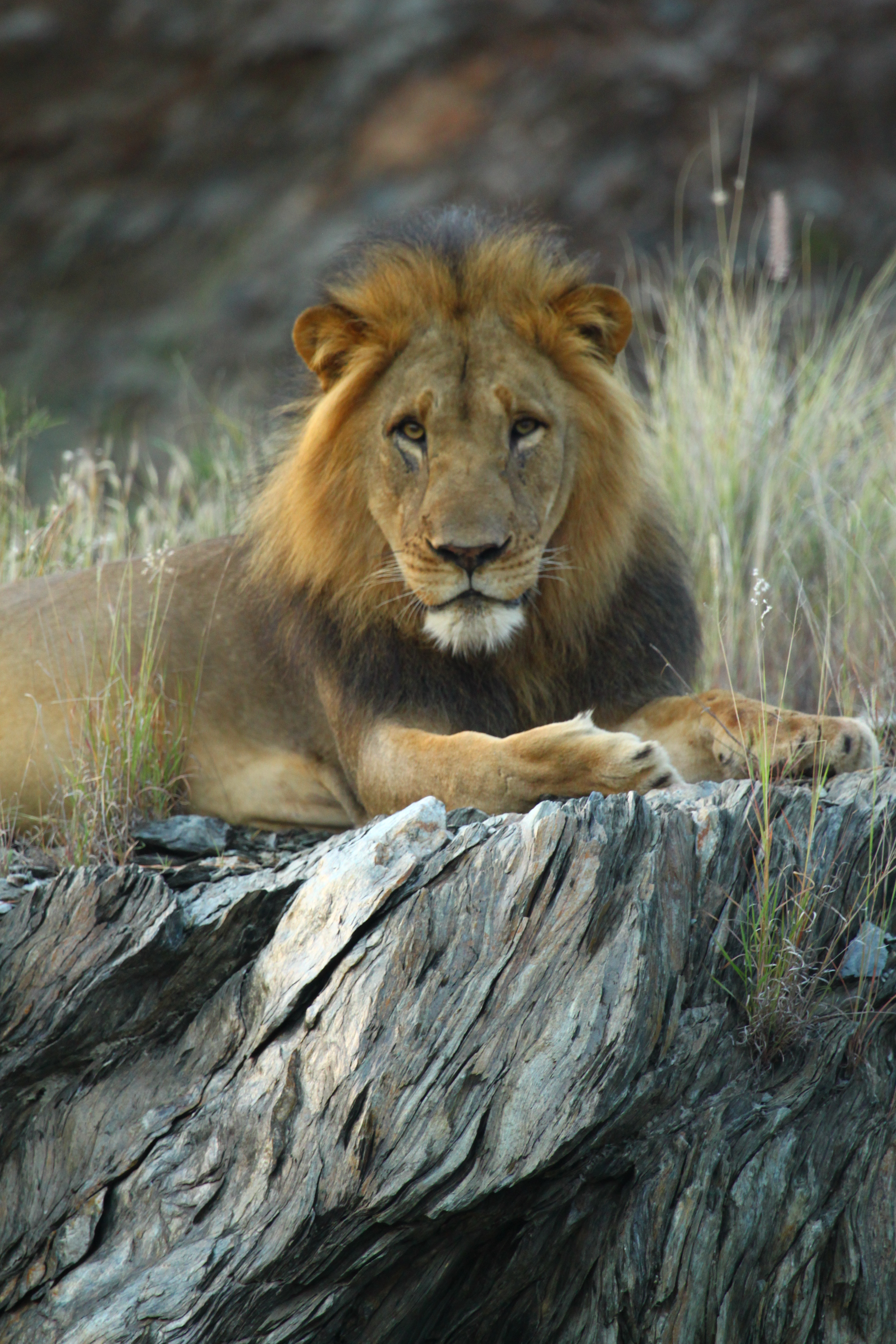 South African Adventure 64 King Of The Jungle But Maybe