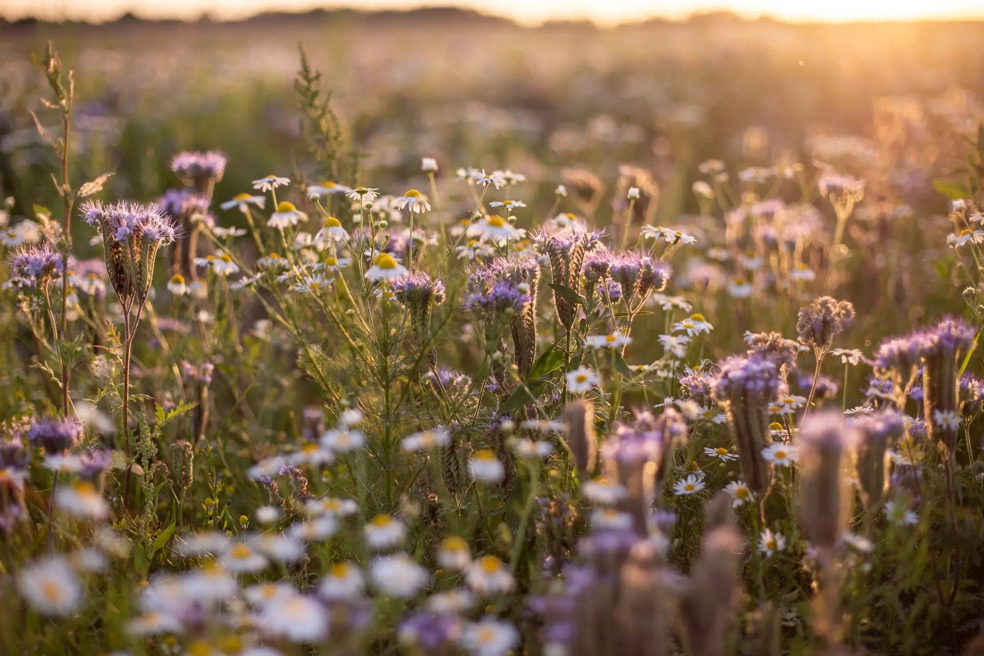 Wildflower Meadow installation Yorkshire