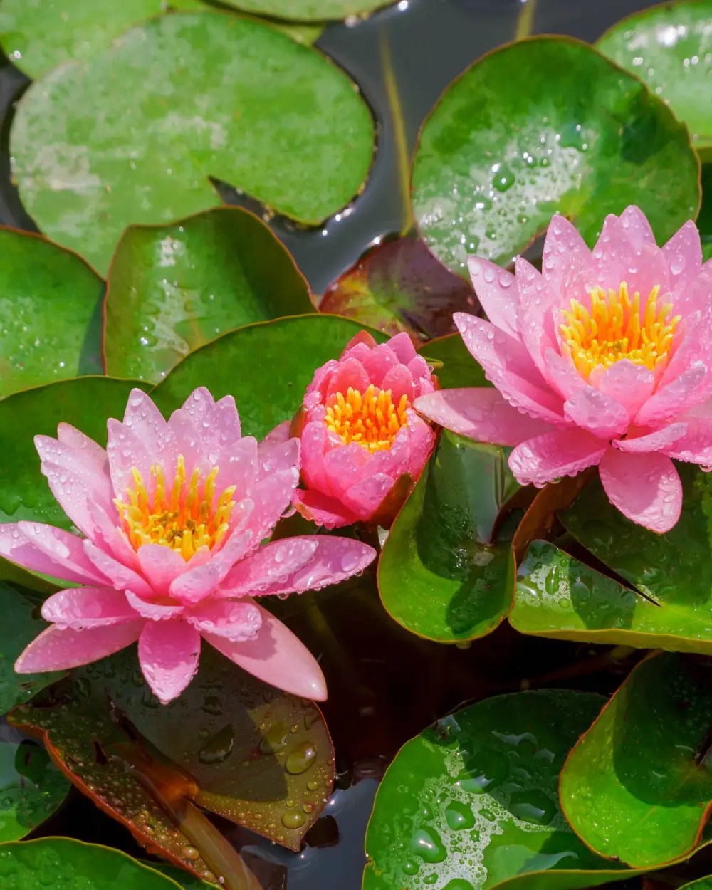 Perfect pond plants, the water lily