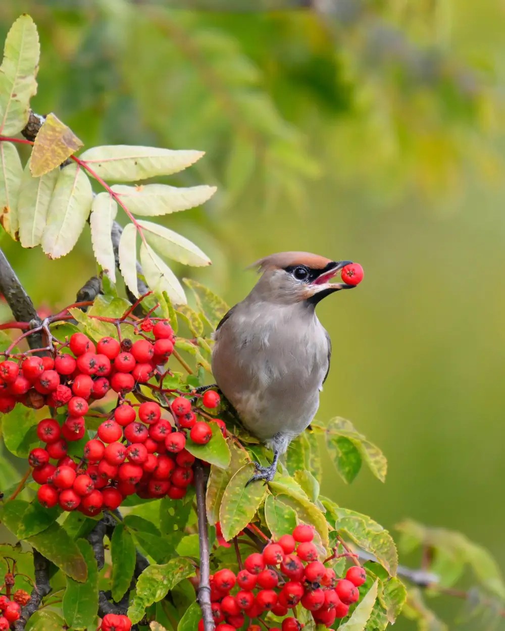 Rowan tree, sorbus aucuparia, great for wildlife