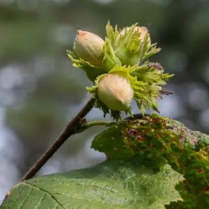 Hazel (Corylus avellana)