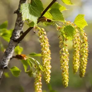 Silver Birch (Betula pendula)
