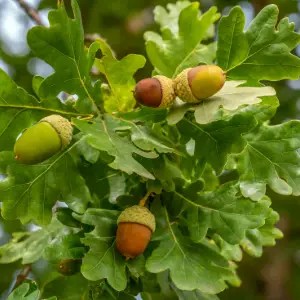 English Oak (Quercus robur)