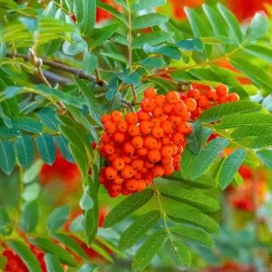 Rowan (Sorbus aucuparia)