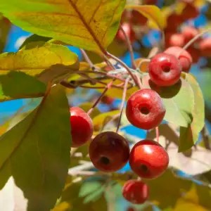 Crab Apple (Malus sylvestris)