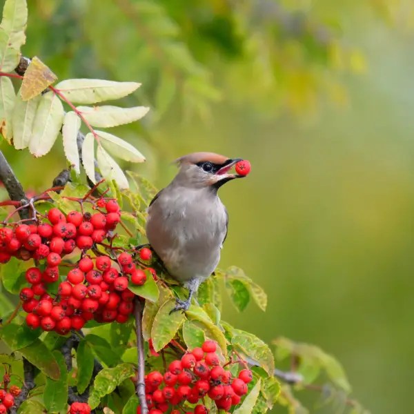 Rowan tree, sorbus aucuparia, great for wildlife