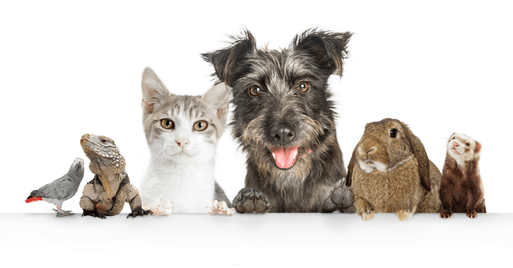 best pets for apartments