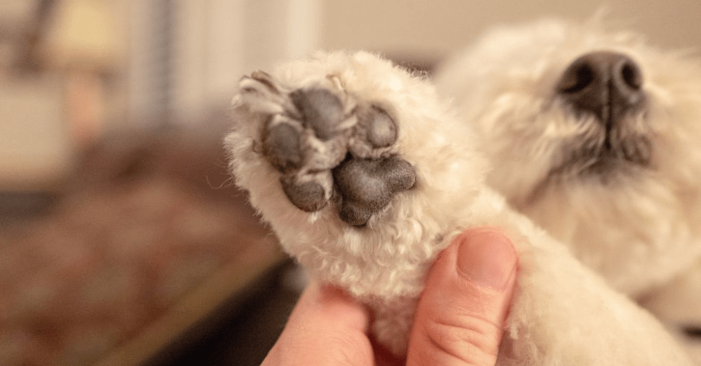 Why do Dogs’ Paws Smell Like Fritos? A Simple Reason.