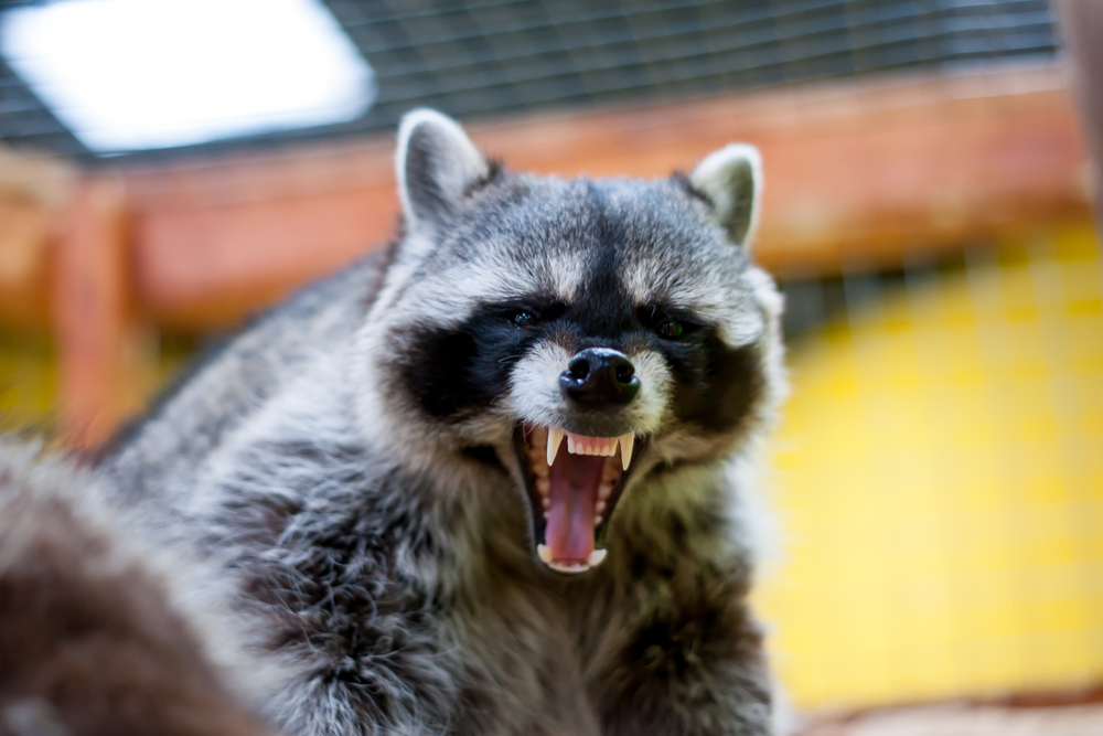 Bellmead, according to the fbi crime reports of texas cities, is the number one most dangerous city in texas. Cute but Dangerous Pests: Raccoons
