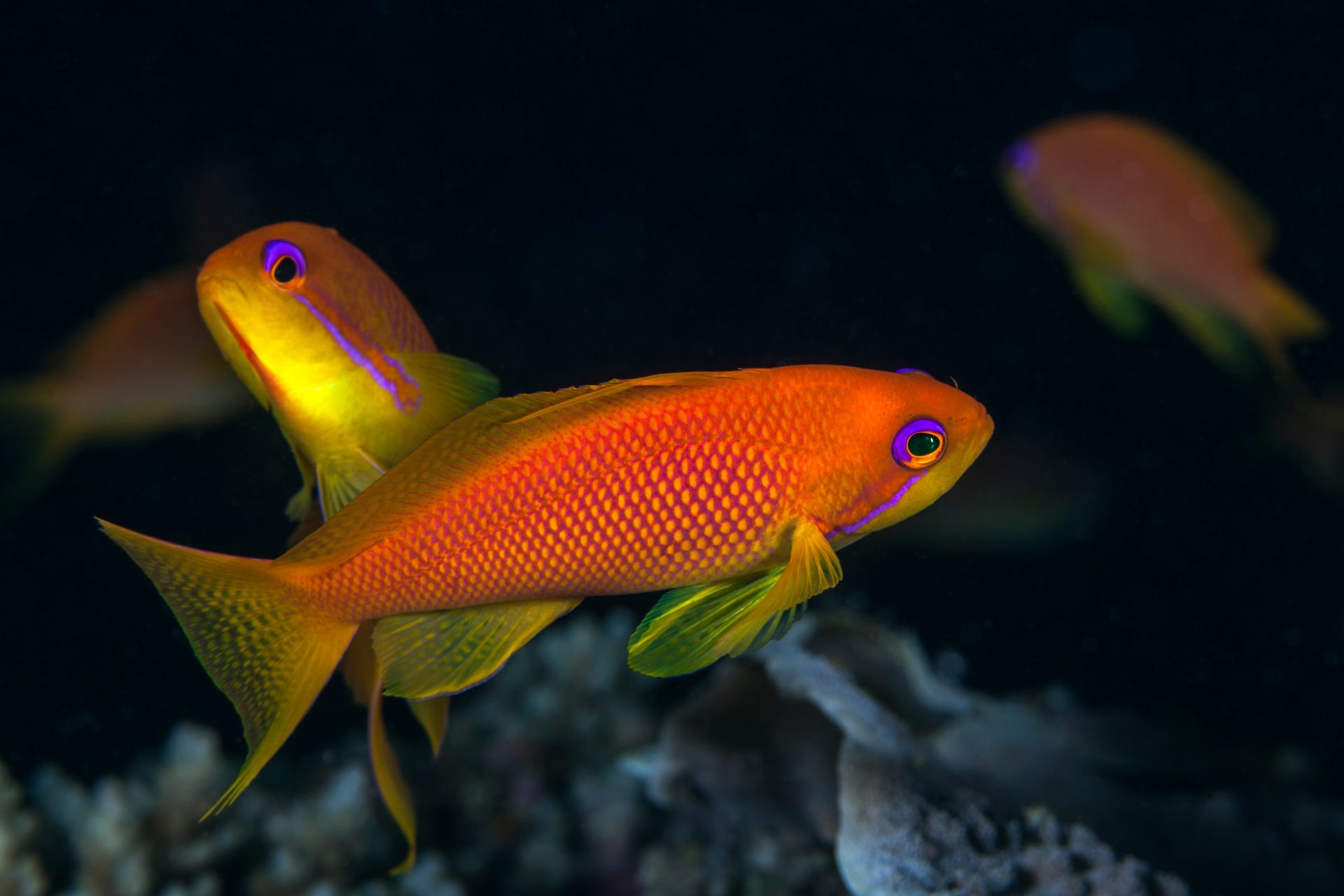 Group of female Lyretail Anthias