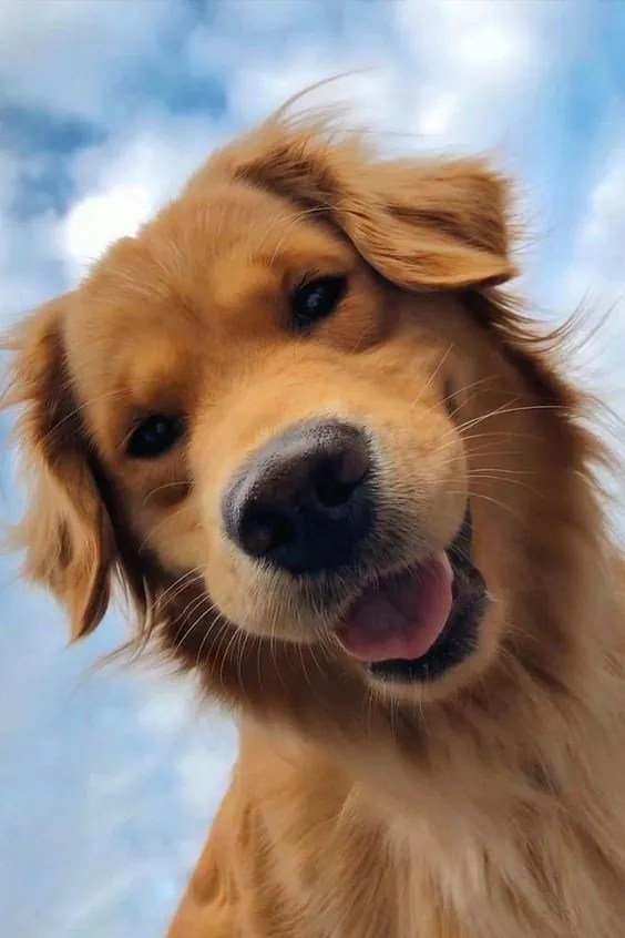 Webadopt a dog in singapore. 250+ Best Golden Retriever Dog Names - BuzzSharer.com