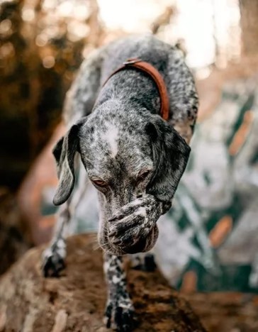 100 Norse Mythology Names Viking Dog Names For Your Puppies Buzzsharer Com