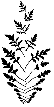 leaves of a field poppy
