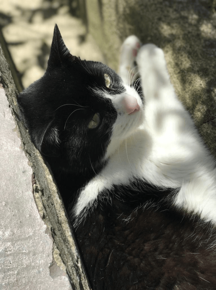Tuxedo cat laying on the ground