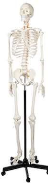 a skeleton model is a great medical school gift