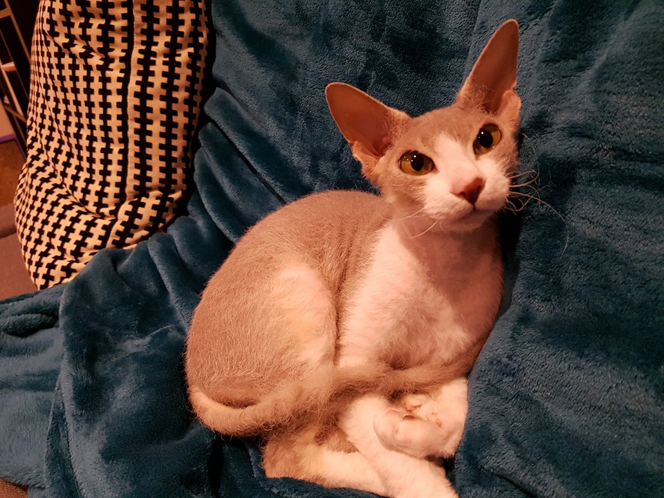 Simi