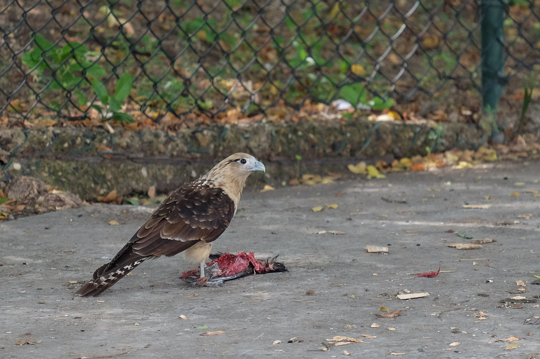 Un rapace et son petit déj
