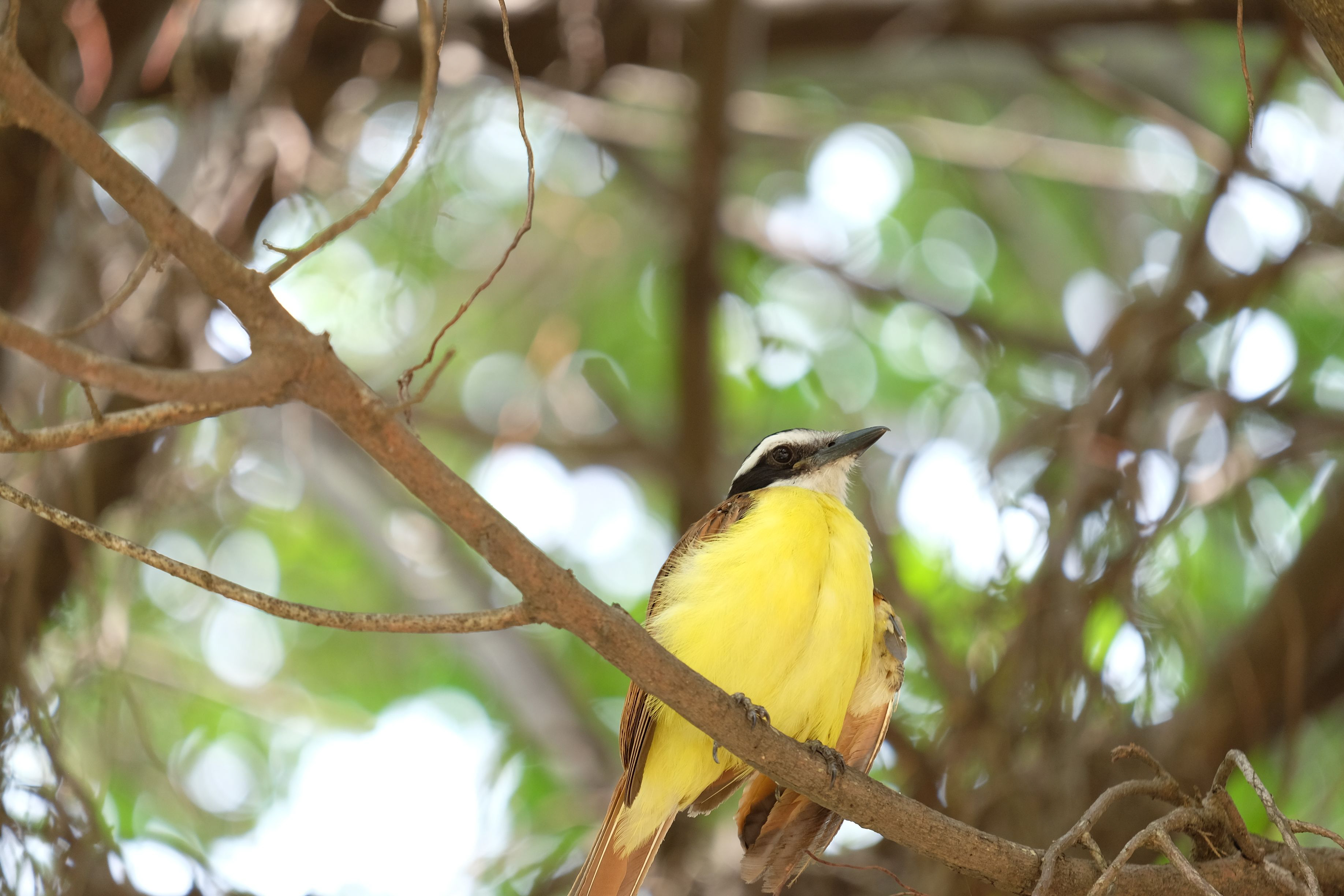 Un oiseau jaune, on ne l'a pas encore identifié