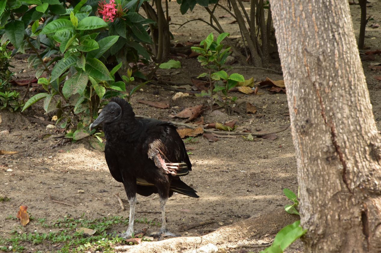 Oiseau non identifié