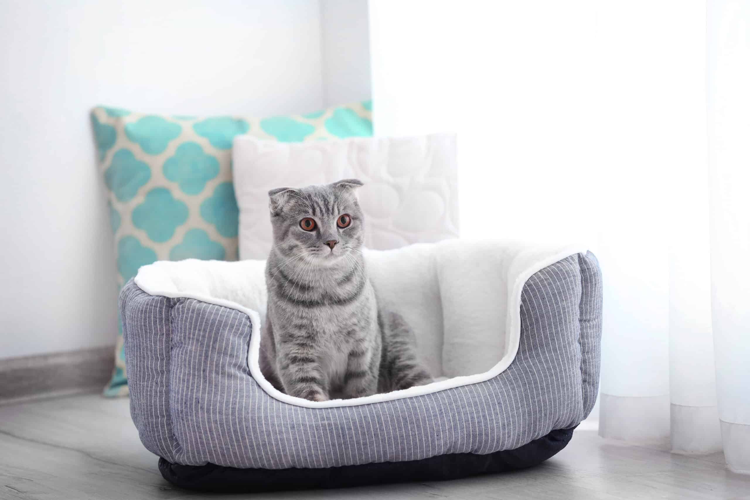 kitten essentials reddit
