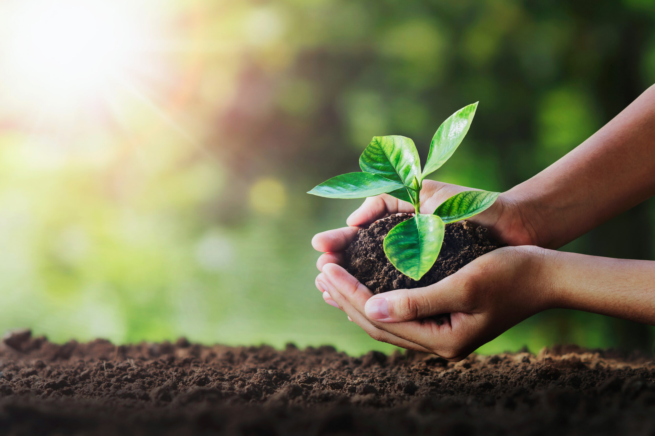 hand holding young plant on soil and green nature background