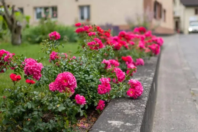 Bluhende Garten Geeignete Pflanzen Fur Die Artenvielfalt Wir Ernten Was Wir Saen