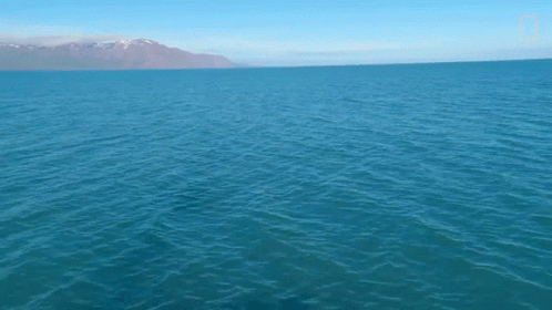 Whales jumping out of water #whale #tiktok. Whale Jumping Out Of Water Gifs Tenor