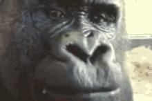 picture Gorilla Eating Gif Meme gorilla eating gifs tenor