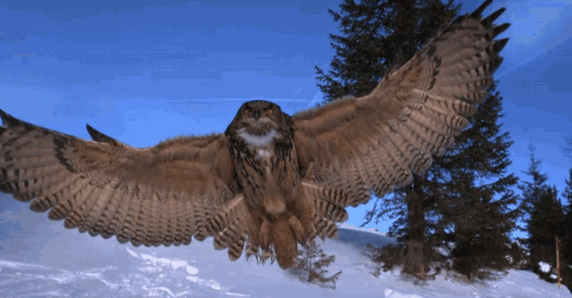 Ural Owl Gif Ural Owl Flying Discover Share Gifs