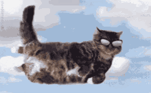 Cat Plane Gifs Tenor