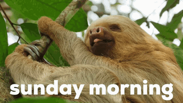 The gif create by tegamand. Sunday Sloth Gif Sunday Sloth Good Discover Share Gifs