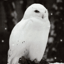 White Owl Gifs Tenor