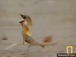 Funny Lizard Running Gif Lizard Running Two Legs National Geographic Discover Share Gifs