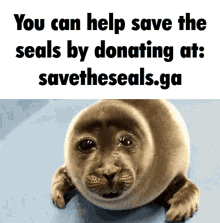 Make your own gifs with our animated gif maker. Seal Meme Gifs Tenor