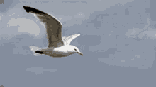 wallpapers Flying Bird Gif Free Download flying bird gifs tenor