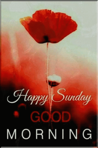 pic Good Morning Happy Sunday Flowers Gif tenor