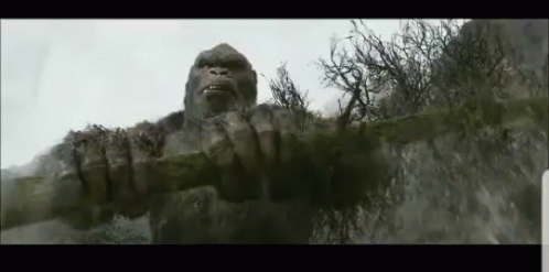Gorilla Monkey Gif Gorilla Monkey King Discover Share Gifs