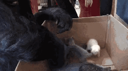 Koko Gorilla Gif Koko Gorilla Kitten Discover Share Gifs