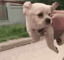 pic Fast Running Dog Gif fast dog gifs tenor