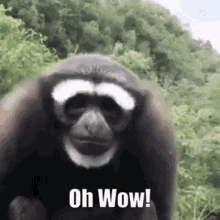 pics Wow Gif tenor