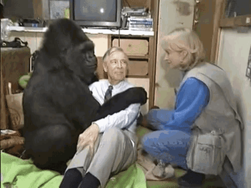 Koko Mr Rogers Gif Koko Mr Rogers Discover Share Gifs