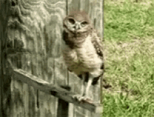 Owl Headtilt Gif Owl Headtilt Head Discover Share Gifs