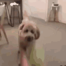 Dog Flip Gifs Tenor