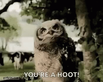 Owl Dance Gif Owl Dance Youre A Hoot Discover Share Gifs