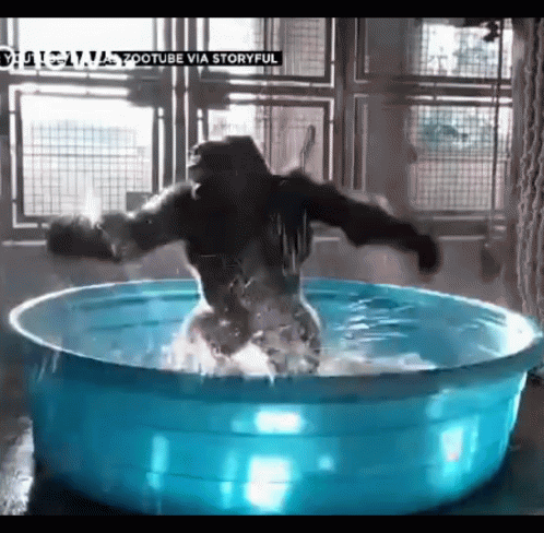 Gorilla Bath Gif Gorilla Bath Warm Discover Share Gifs