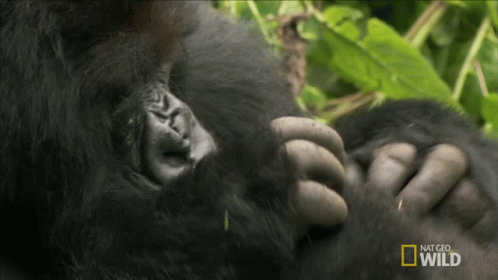 Babysit A Hard Life For A Gorilla Gif Babysit A Hard Life For A Gorilla Taking Care Discover Share Gifs