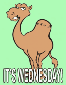 Hump Day Cat Gifs Tenor