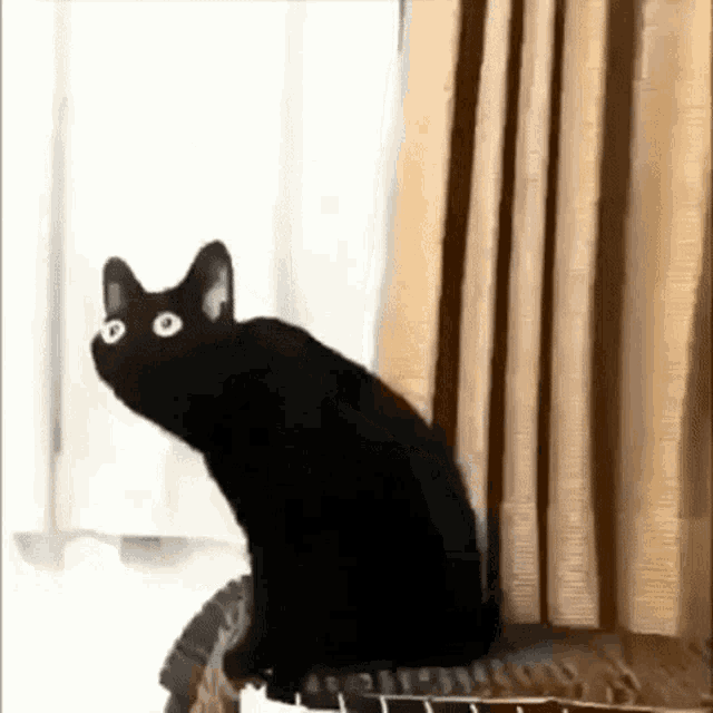 picture Black Cat Meme tenor
