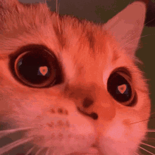 wallpapers Corazones Gatitos Tiernos Memes tenor